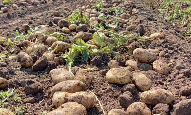 La producción de miel mejoró su presente, mientras que forestal y papa se suman a las actividades en crisis