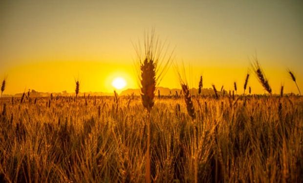 ¿Un súper trigo? Científicos chinos identifican mecanismos para aumentar la longitud y el peso del cereal