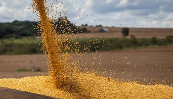 Lluvias en Estados Unidos impactan en el precio de la soja: cuánto se pagó en Rosario