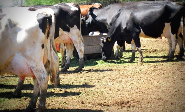 Logran buenos rindes de maíz con efluentes de tambo