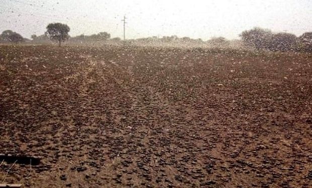 Tucura quebrachera: Senasa declara alerta fitosanitaria en todo el país