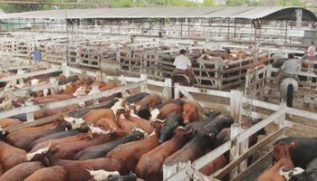 Liniers: la demanda fue selectiva y reafirmó los precios de la jornada anterior