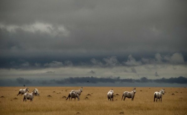 el-nino-2026-riscos-pecuaria-brasileira-chuvaw