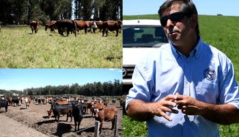 Manejan 16 mil cabezas  y logran engordar hasta 1kg por día: cómo pasaron de 3 a 25 animales por hectárea