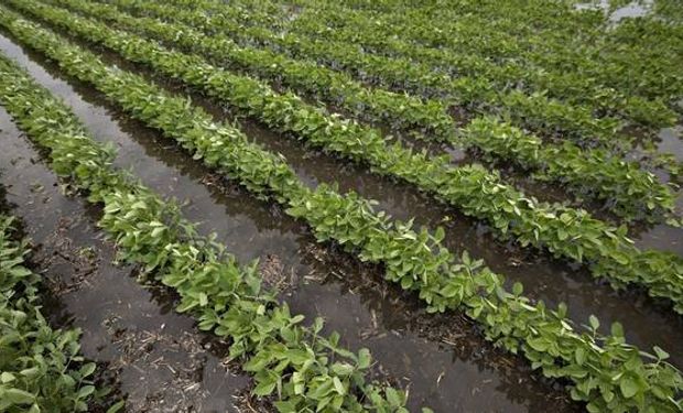 La "regadera" de El Niño va a potenciar el rendimiento de los cultivos pero también puede generar "encharcamientos" en los lotes.