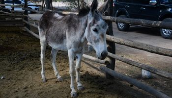 El animal mal visto y olvidado que busca revancha con carne, leche y hasta cosméticos gracias a la labor de un veterinario