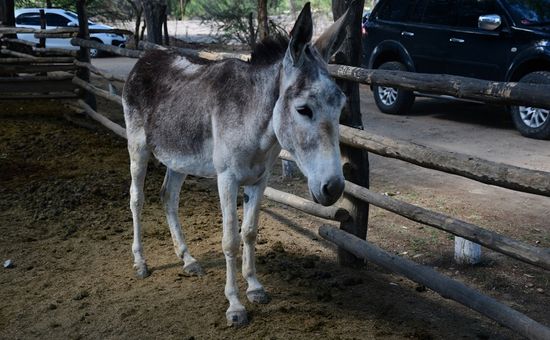 Desde la finca láctea y estancia El Pichanal se encuentran realizando un importante trabajo de concienciación y práctica para revalorizar la importancia de este animal