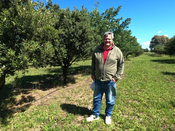 campo de trufas