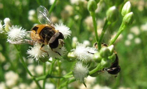 Elaboran el ‘quién es quién’ de las moscas en campos pampeanos