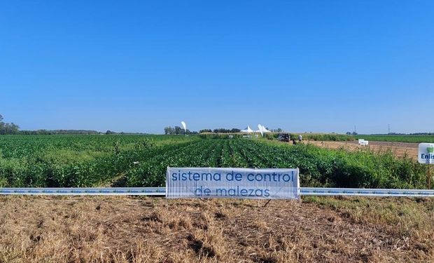 Los dos novedosos herbicidas que marcan un nuevo rumbo en el control de malezas: la voz de los productores