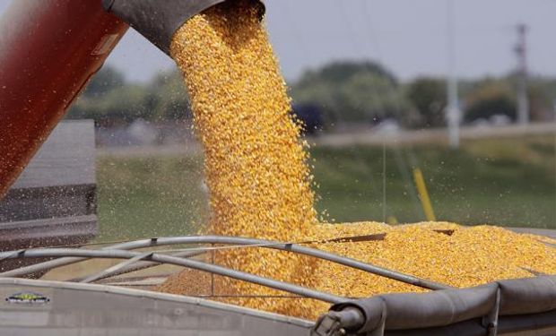 La cadena del maíz y del sorgo argentino es uno de los principales complejos exportadores de nuestro país.