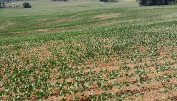 El Niño em 2026: quando chega e o que pode provocar no clima e na safra