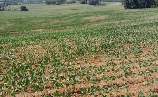 Fenômeno pode se formar a partir do segundo semestre e já projeta efeitos opostos entre as regiões brasileiras