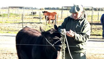 ¿Argentina tiene los mejores animales del mundo? En qué debe mejorar la ganadería para alcanzar el potencial