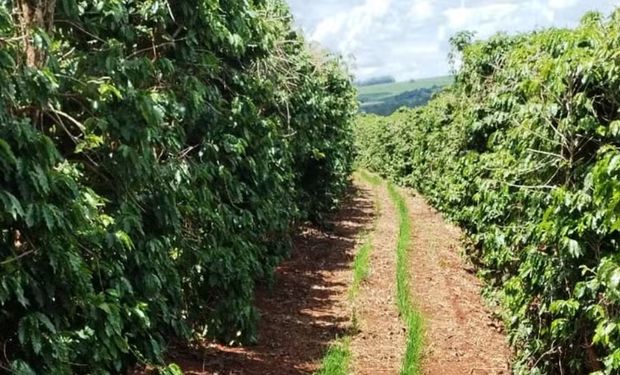 Produtores plantam arroz nas entrelinhas do café em Minas Gerais: colheita vai ocorrer em março. (Foto - Emater)
