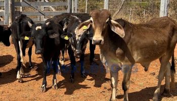Embrapa oferta 35 bovinos mestiços em novo leilão on-line