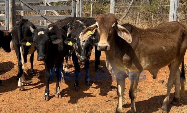 Animais poderão ser visitados presencialmente no Centro de Tecnologia para Raças Zebuínas Leiteiras (CTZL) da Embrapa Cerrados