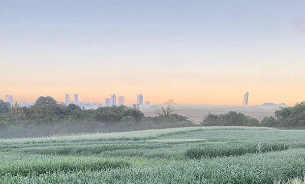 Em 2022, testes em 14 locais no Rio Grande do Sul, Santa Catarina e Paraná mostraram aptidão da cultivar de cevada BRS Entressafras (BRS CVA 118). (foto - Embrapa)