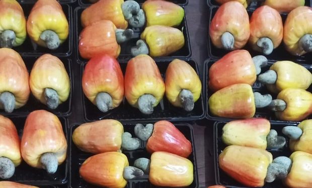 Entenda como clones de cajueiro-anão têm impulsionado a produção da fruta em SP
