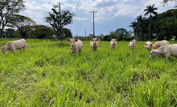 Novo protocolo permite estimar produtividade e melhorar desempenho de pastagens