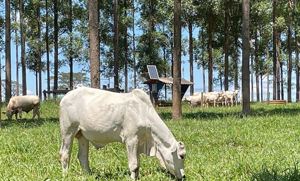 Ideia é que dispositivo funcione como um chip de celular, onde pós a compra, pecuarista irá habilitar dispositivo e já poderá utilizá-lo imediatamente.