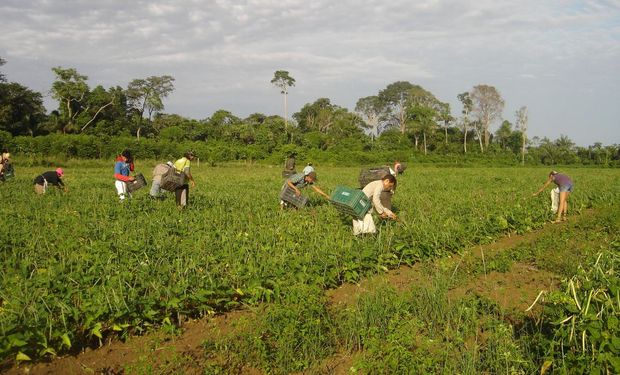 Aumento no valor individual a ser comercializado pelos agricultores está entre as novidades. (foto - Embrapa)