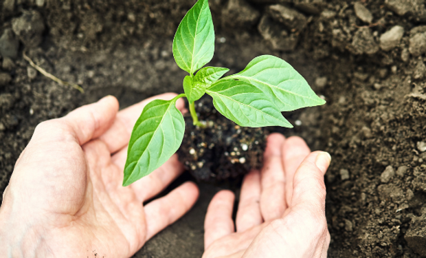 Curso apresenta alternativas para nutrição do solo e plantas. (foto - Embrapa)