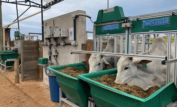 Animais alimentando-se no cocho eletrônico. (foto - Embrapa)