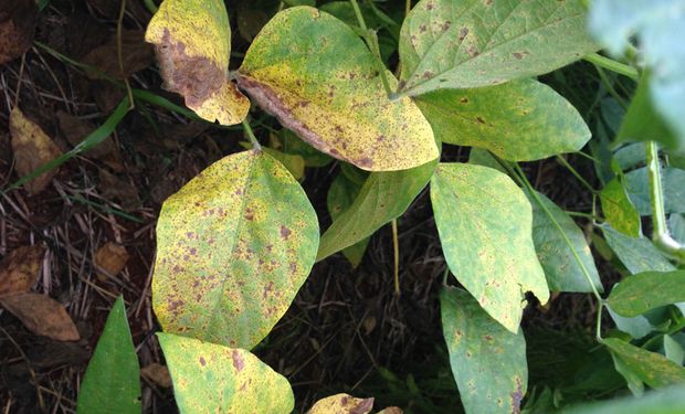 Planta de soja doente. (fotos - Embrapa)