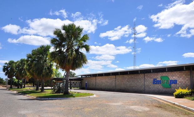 Área de 500 hectares é usada há décadas para desenvolver sementes e mudas mais resistentes de plantas do Cerrado, aumentando a produtividade destes produtos.