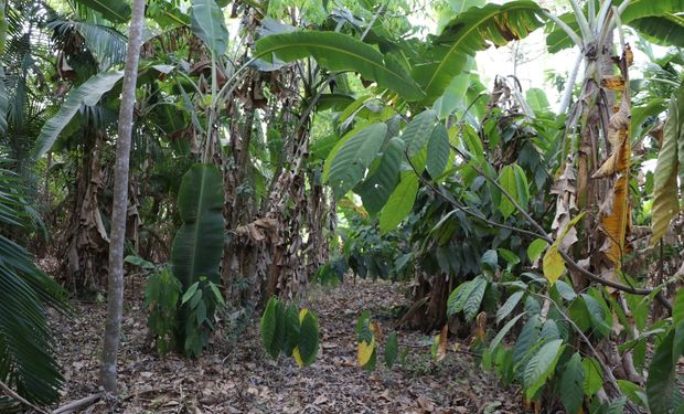 Em três anos, área com SAF no Mato Grosso aumentou em cerca de 1.000 hectares. (Foto: Embrapa)