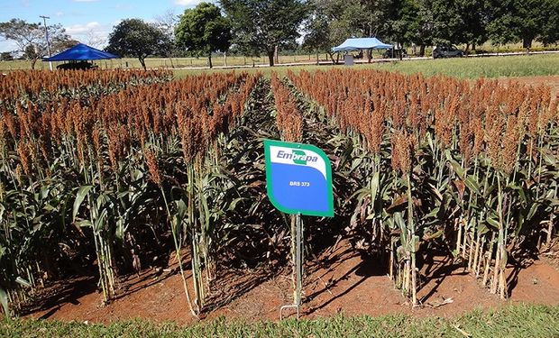 Goiás produziu 41% do sorgo brasileiro na última safra. (foto - Embrapa Milho e  Sorgo)