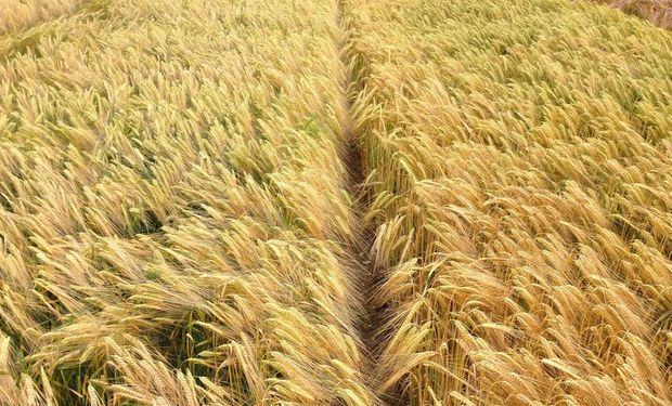 Produção de cevada com finalidade cervejeira é diretamente influenciada pelo clima. (foto - Embrapa)