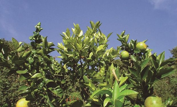 Embrapa e Unicamp se unem e desenvolvem “nova arma” contra o greening