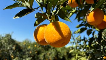 Embrapa lança duas novas variedades de laranja com foco em sabor, produtividade e adaptação ao clima
