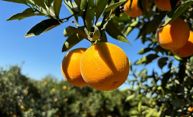 Embrapa lança duas novas variedades de laranja com foco em sabor, produtividade e adaptação ao clima
