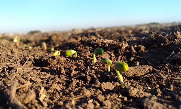 Presentan un biocontrolador fúngico para un manejo sustentable y una buena emergencia del cultivo