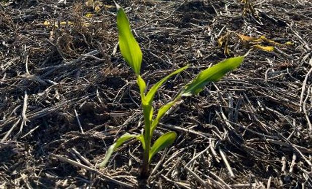 Avanza la creación de emergencia agropecuaria en 13 partidos de la provincia de Buenos Aires