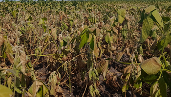 Qué es la Emergencia Agropecuaria: ¿Es realmente una ayuda para los productores?