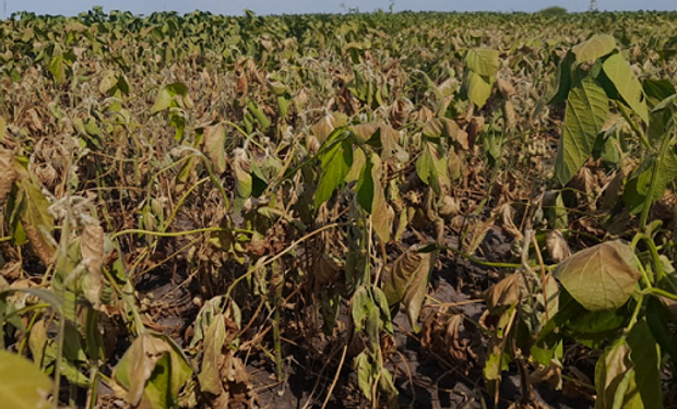 Qué es la Emergencia Agropecuaria: ¿Es realmente una ayuda para los productores?
