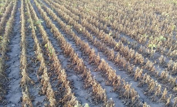 Declaran emergencia y desastre agropecuario en dos provincias