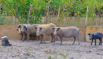 Piauí decreta emergência zoossanitária após caso de peste suína clássica