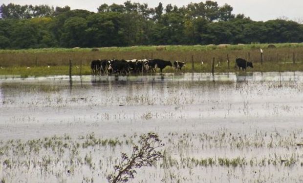 Inundaciones: Formosa pedirá que la Nación homologue la emergencia agropecuaria.