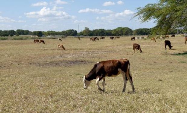 Emergencia agropecuaria: qué zonas están alcanzadas y cómo acceder a los beneficios impositivos