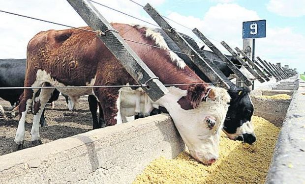 Se reparten raciones ante la falta de pasturas.