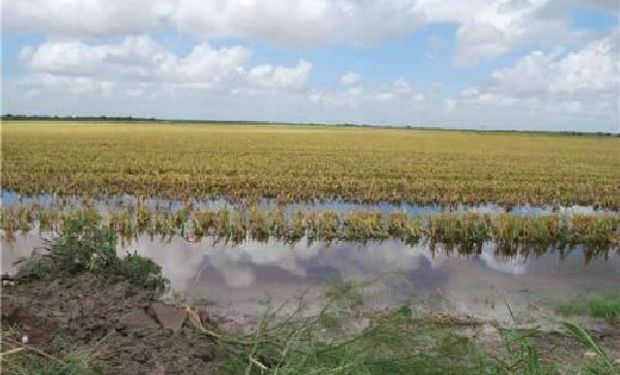 Declaran la emergencia agropecuaria en Santa Fe