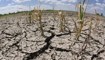 Entre Ríos es la primera provincia afectada por sequía en declarar la emergencia agropecuaria