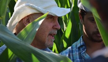 Cómo se construye el rinde del maíz: ocho variables y un modelo para apuntar al máximo posible