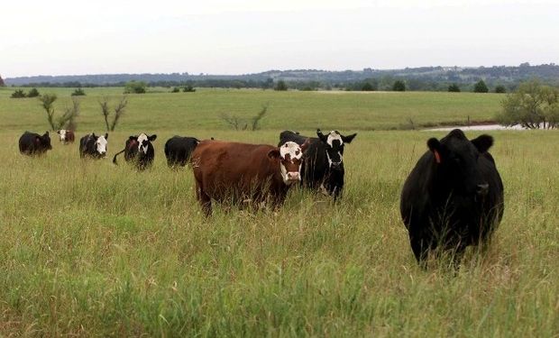 Incluso los animales más afectados pueden morir debido a la presión excesiva sobre algunos órganos vitales como el corazón y los pulmones.