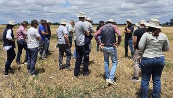 Se lanzó primero en Argentina: el herbicida que muestra resultados en apenas 24 horas